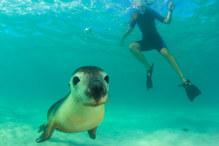Snorkel alongside sea lions in the Galápagos