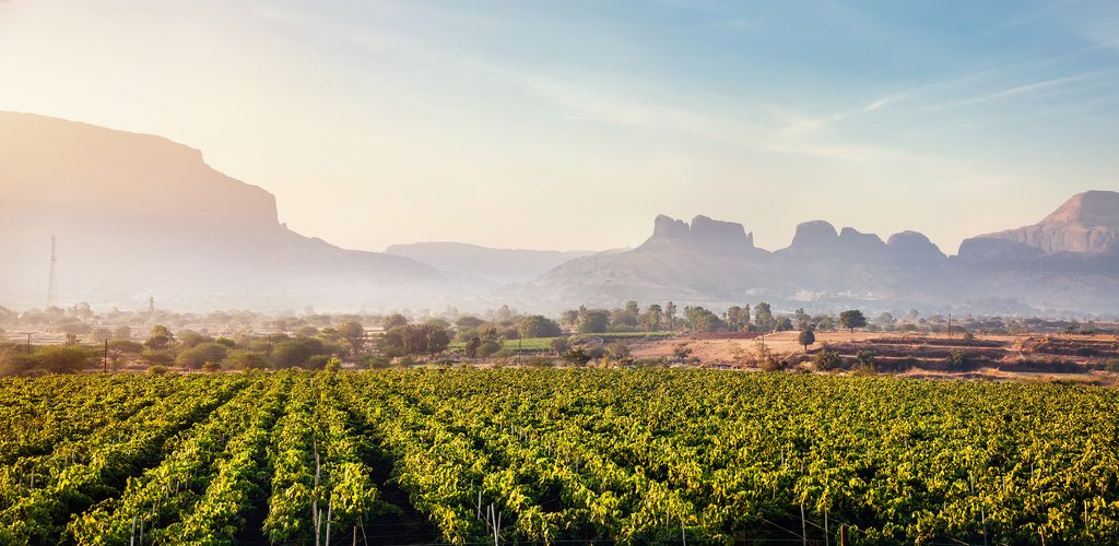 Vineyard in Nashik at sunrise