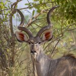 Along with the famous gorillas, you'll spot remarkable Ugandan wildlife like kudus