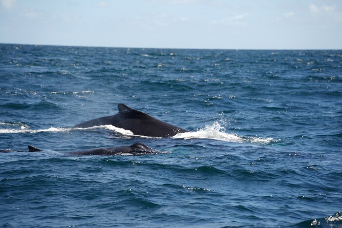 Whale Watching in Samana Bay