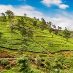 Discover Sri Lanka's lush tea hills and plantations