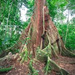 The power of a single tree