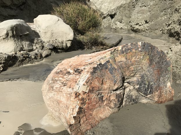 Explore the La Leona Petrified Forest, Transfer to El Chalten