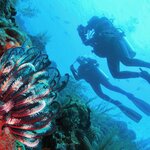 Experience the underwater world of Bali, Indonesia on this two-week tour
