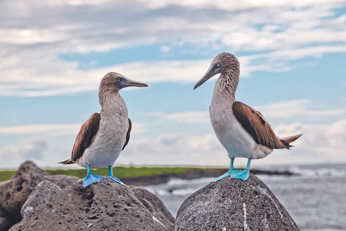 Discover the waddling blue-footed boobies in the Galápagos Islands
