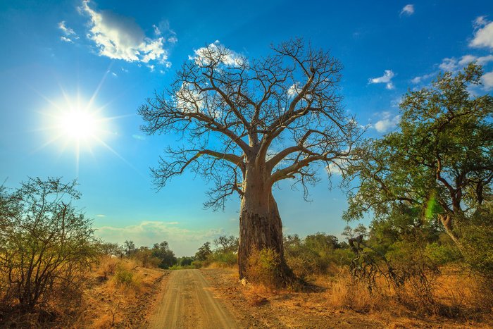 Baobab tree in Limpopo, South Africa