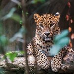 Visit three of Sri Lanka's national park in search of wildlife like the elusive leopard
