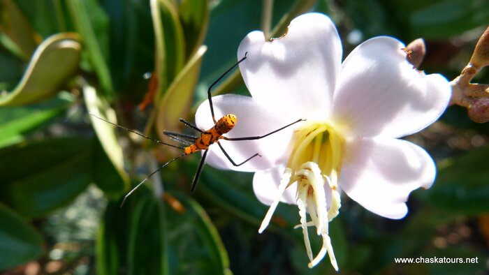 Orchid Discovery Tour in La Ceja