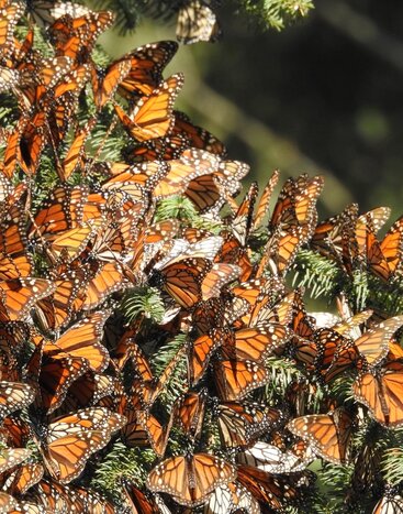 Hike through the forest to see the Monarch Butterflies at the Matlazinca Sanctuary