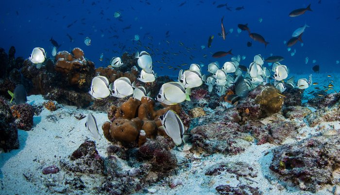 Isabela Island: Vicente Roca Point