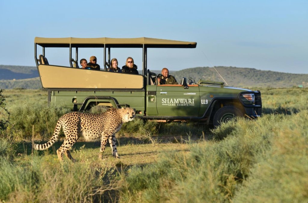 Cheetah at Shamwari