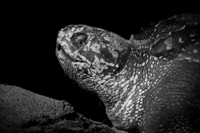 The Biologist's Watch: Exclusive Nighttime Turtle Journey (Tortuga Lodge)