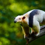 Spot Costa Rican wildlife like the tamandua on rainforest hikes