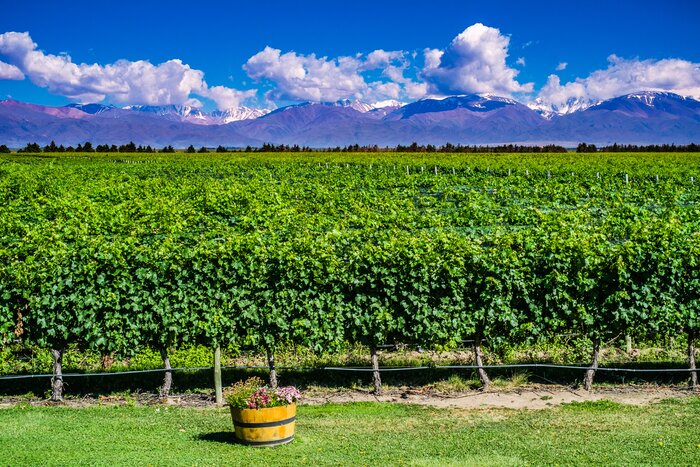 Sample wines on a tour of a Mendoza vineyard in Argentina