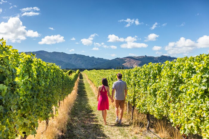 Explore New Zealand's vineyards
