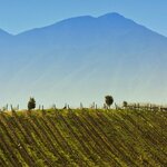 The lush vineyards of Chile's Casablanca Valley