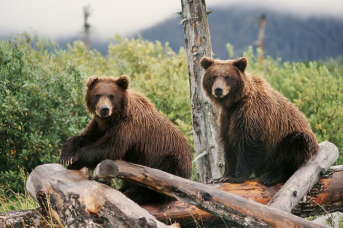 Ultimate Anchorage and Turnagain Arm Private Full Day Tour