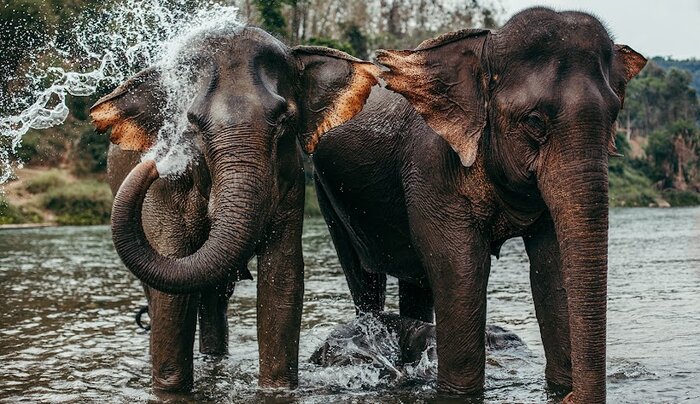 Mandalao Elephant Conservation