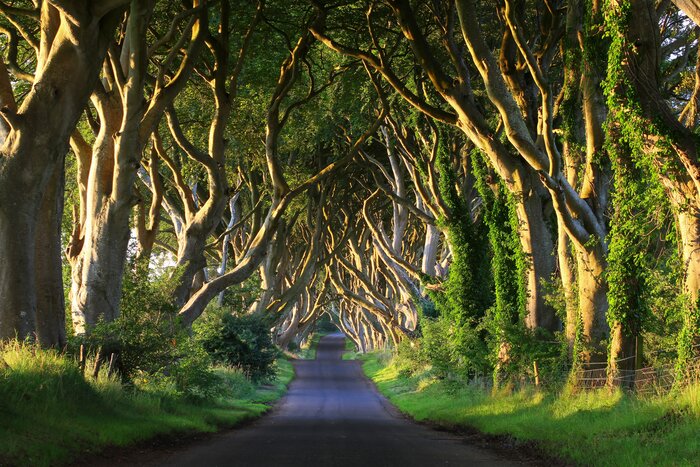 Snap classic pics of Northern Ireland's Dark Hedges, made popular in "Game of Thrones"