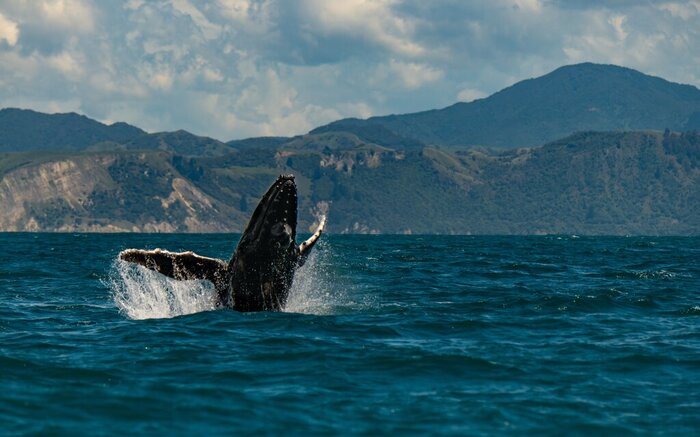 Join a whale watching cruise along the Kaikōura coast to see breaching humpbacks that migrate to these waters in winter