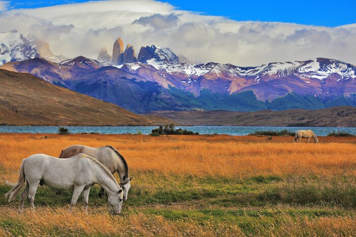 Horses grazing in Torres del Paine National Park