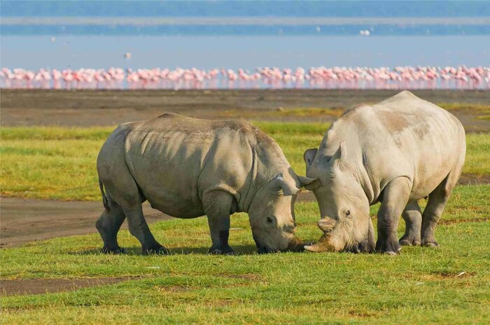 Evening Game Drive at Lake Nakuru National Park
