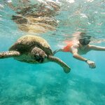 Discover the underwater creatures of the Galápagos Islands like this sea turtle