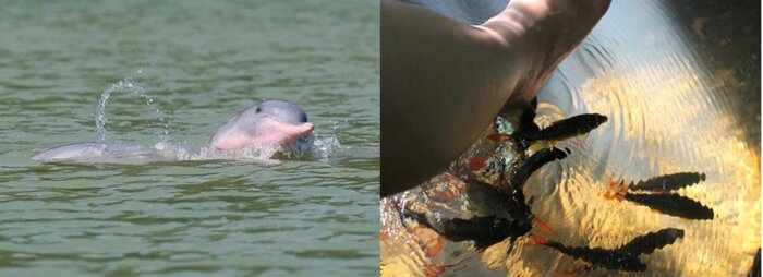 Finding pink dolphins on a local boat & Khanom sightseeing
