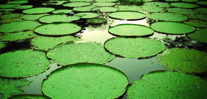 Amazonas Expedition - Day 5