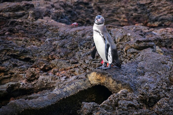 Spot Galápagos penguins amid lava tubes on Isla Bartolomé in September