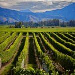 Enjoy an out of doors wine tasting in Marlborough in late spring