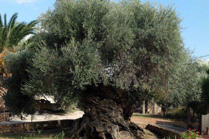 Cretan Wine and Olive Oil Small-group Experience 