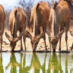 Female kudus visit a watering hole in Etosha National Park