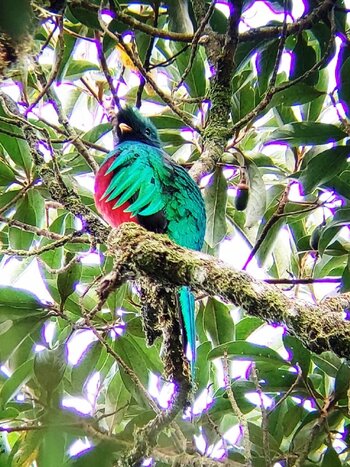 Private Birdwatching and Natural History at Hotel Savegre