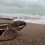 Leatherback turtle