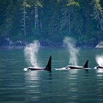 Spot orcas off the shores of Vancouver with a 12-day road trip through British Columbia