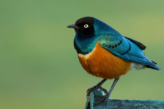 Guided visit to the Birding  Sanctuary in Ngorongoro