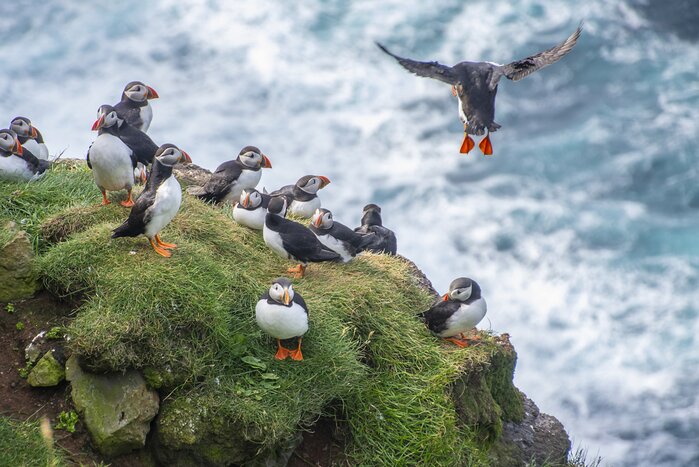 Spot Atlantic puffins in Iceland's Westfjords
