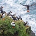 Spot Atlantic puffins in Iceland's Westfjords