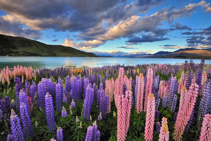 New Zealand in January: Travel Tips, Weather & More