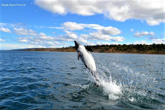 Dolphin Watching on the Magellan Strait