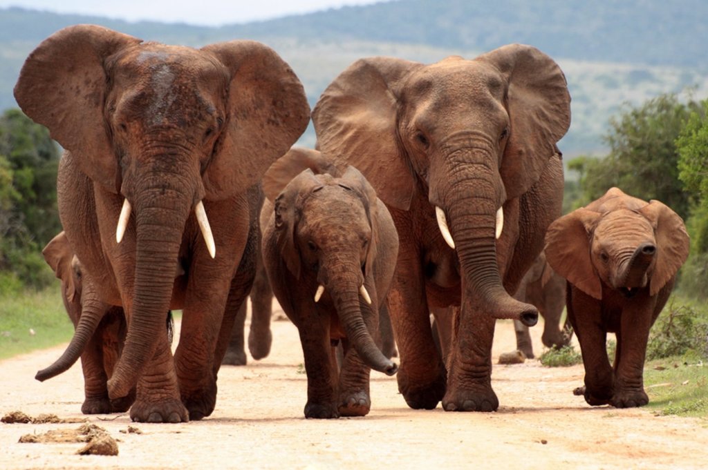 Best Time of Year for a Safari in South Africa