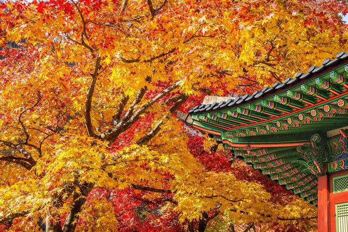 Get your leaf peeping on during this 10-day tour in South Korea