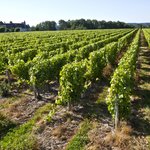 Vouvray Vineyards