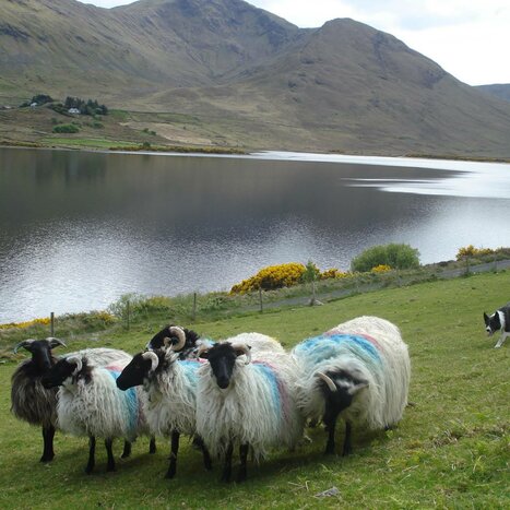 Sheep Dog & Shearing