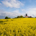 Pass golden rapeseed fields and traditional windmills near Malmö