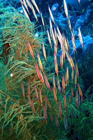 Diving in Moalboal - 3 dives