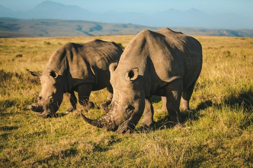 Rhino at Gondwana 