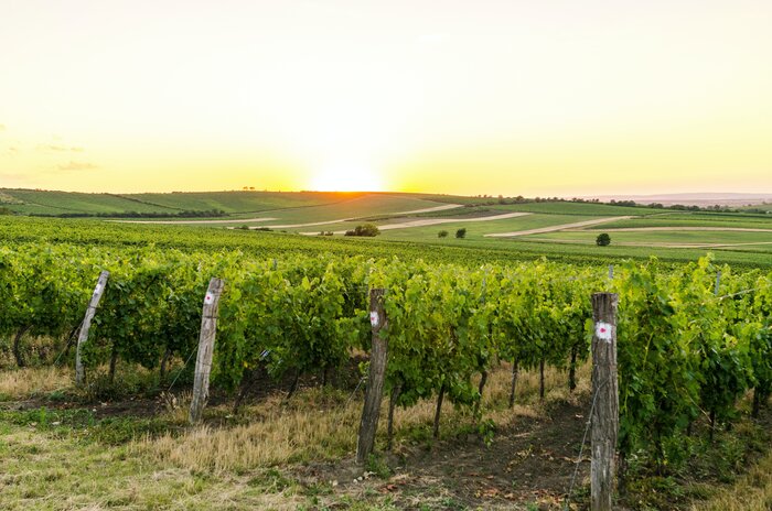 Bohemian vineyards with wine tasting & culinary tour