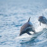 Spot playful dolphins on your catamaran tour in Manuel Antonio